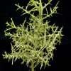 Euphorbia stenoclada+